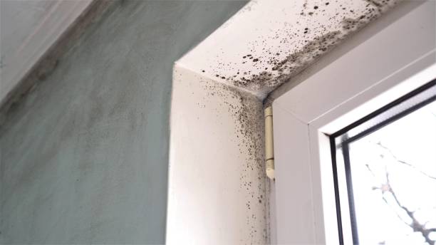 Best DIY Mold Remediation Support Services in Athens, GA