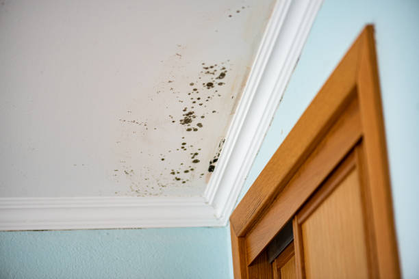 Best HVAC Mold Remediation in Athens, GA