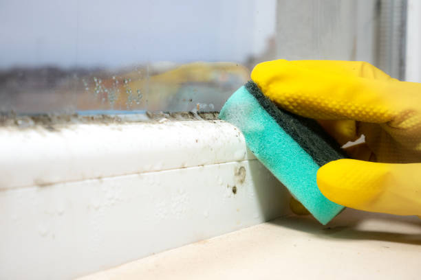 Reliable Athens, GA Mold Remediation Solutions