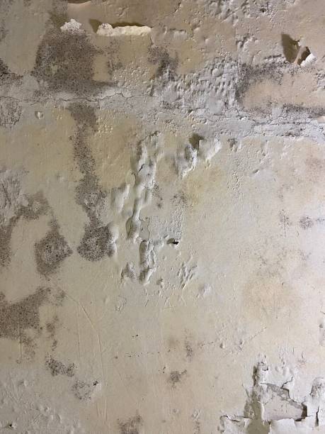 Best Kitchen Mold Remediation in Athens, GA
