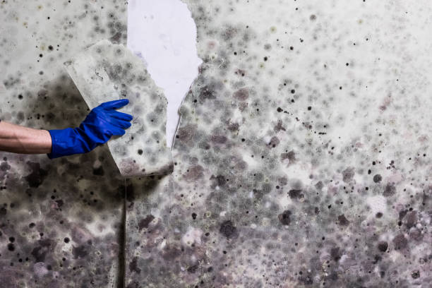 Best Emergency Mold Remediation in Athens, GA