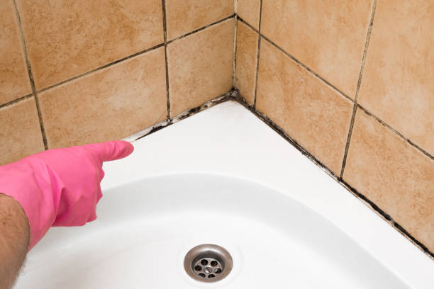 Best Post-Flood Mold Remediation in Athens, GA